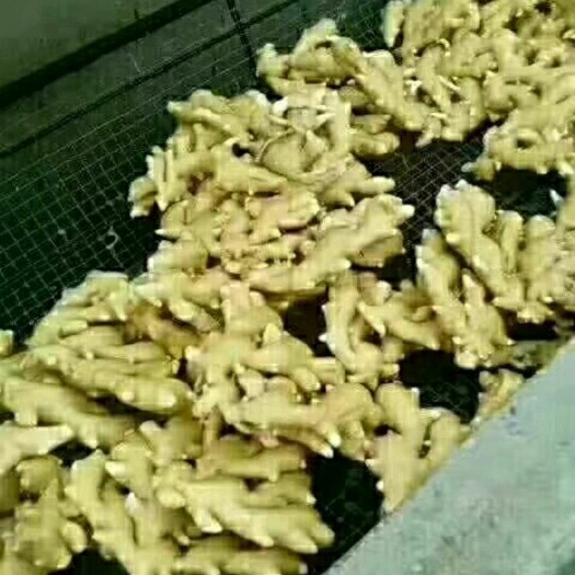  生姜大黄姜