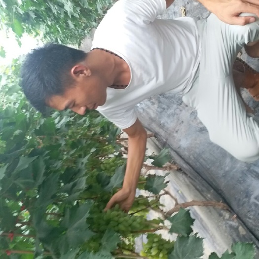 泰安美人指葡萄苗