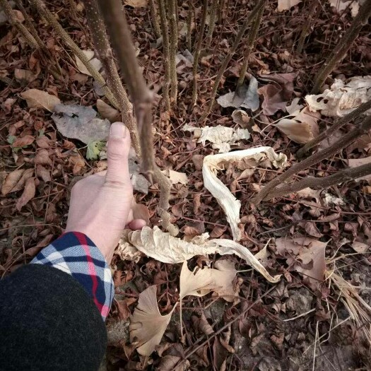 泰安大红袍花椒苗，红椒花椒苗