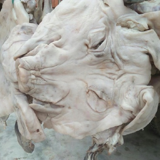 猪头肉 生肉