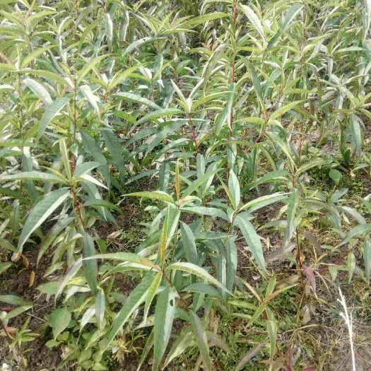 连平县鹰嘴蜜桃苗 0.5米以下