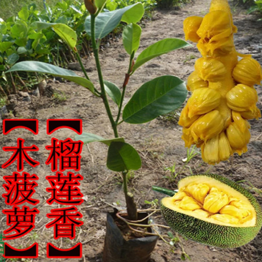 灵山县榴莲蜜树苗 成熟果实种子周围的果肉可以食用。种子富含碳水化合