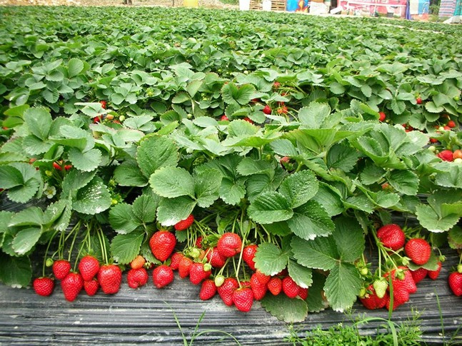 泰安 章姬草莓苗批发 基地直供