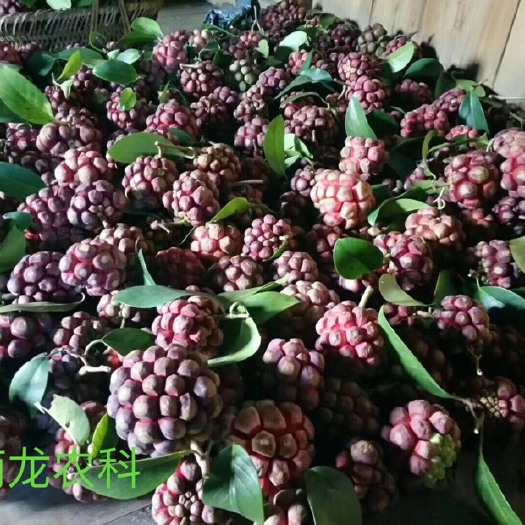 遂川县粉红一号 种植技术全程指导服务