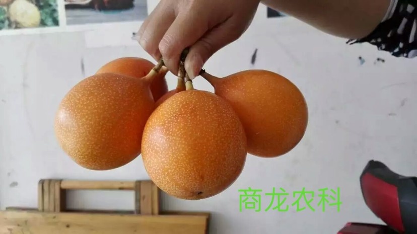 遂川县哥伦比亚百香果苗 提供种植技术全程指导
