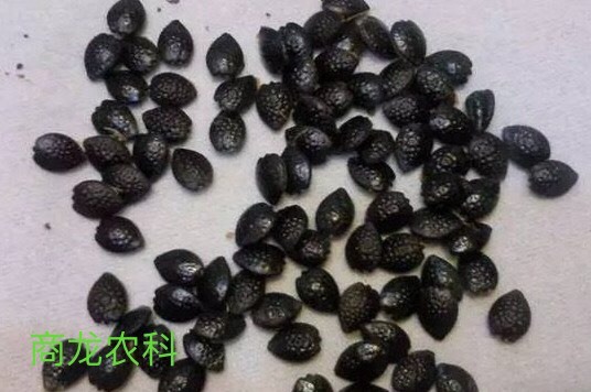遂川县黄金百香果种子  种植技术全程指导服务