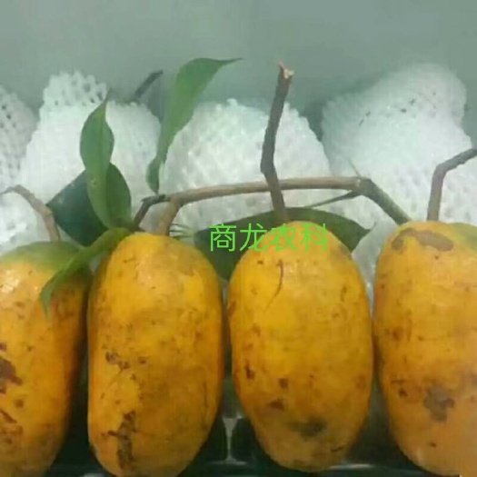 遂川县九月黄金蕉苗 种植技术全程指导服务
