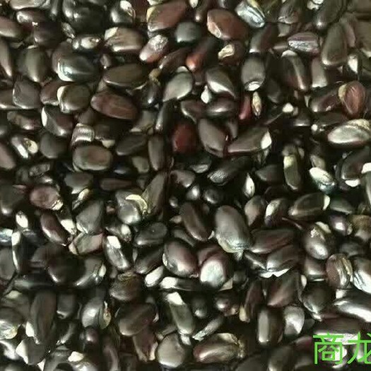 遂川县八月瓜种子 提供种植技术全程指导