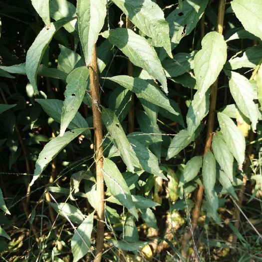 单县黄金蜜桃树苗 0.5~1米