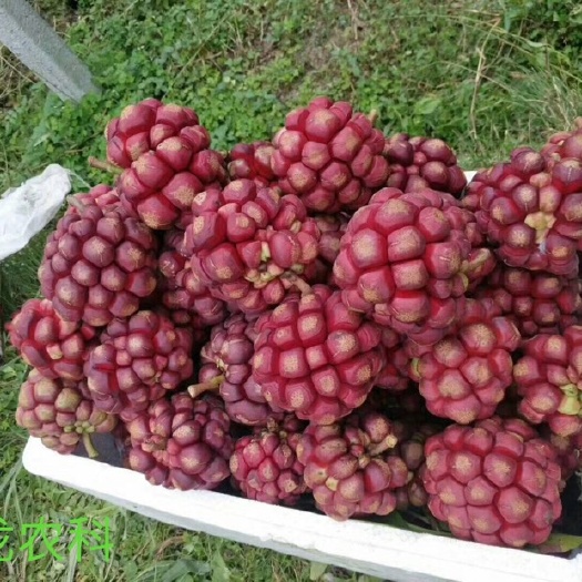 遂川县粉红黑老虎苗 提供种植技术全程指导