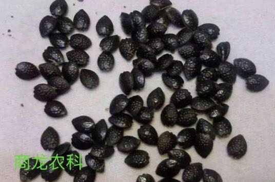遂川县黄金百香果种子 提供种植技术全程指导