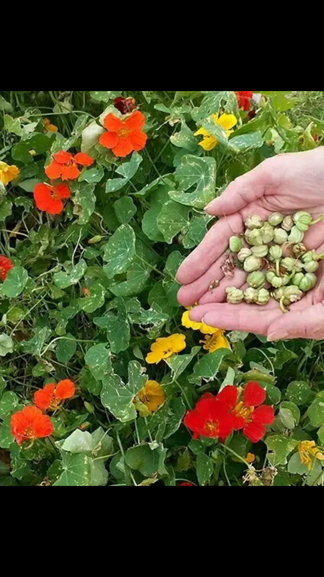 花海種子供應商,提供設計方案,施工種植技術,野花組合,野菊花,甜葉菊