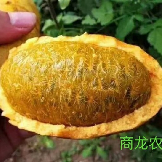 遂川县九月黄金蕉苗 提供种植技术全程指导