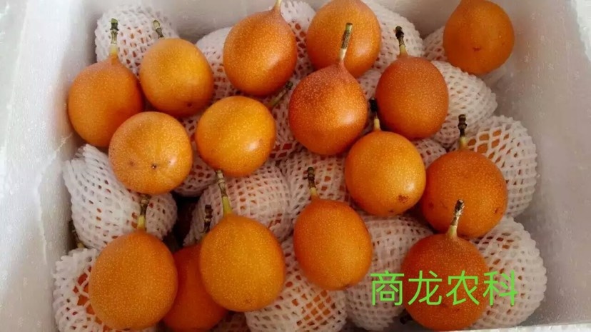 遂川县哥伦比亚百香果苗  种植技术全程指导服务