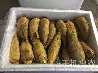 冬笋 鲜笋