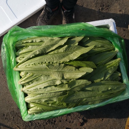 邯郸美冠油麦菜 25~30cm以上