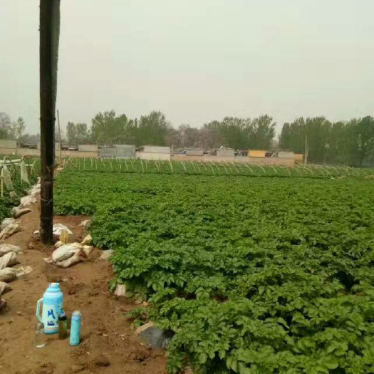 V7.荷兰15号种薯 种子种苗土豆种 全国发货