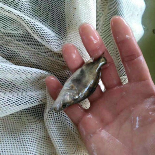 沭阳县鳜鱼苗 
