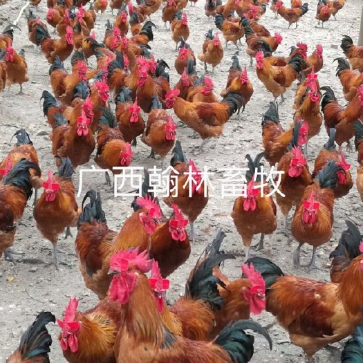 南宁红瑶鸡苗 公