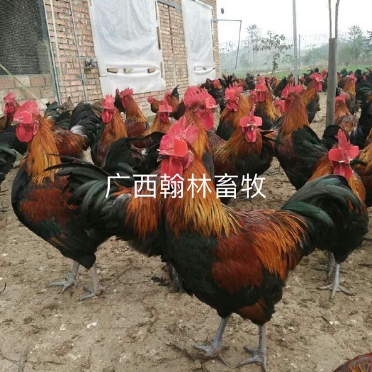 南宁黑瑶鸡苗 公