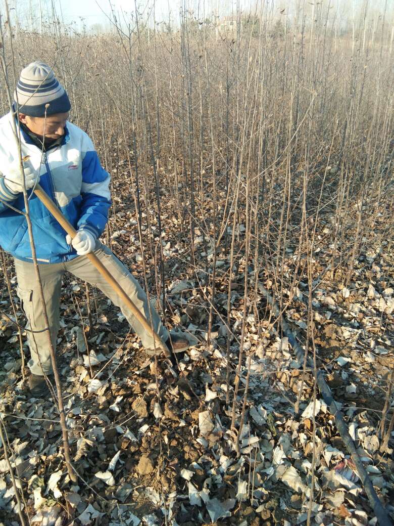  苹果苗新品种维纳斯黄金苹果苗苹果苗育苗基地苹果苗批发