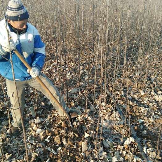 泰安 苹果苗新品种维纳斯黄金苹果苗苹果苗育苗基地苹果苗批发