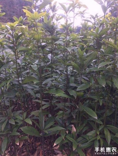 绥宁县金丝楠木 
