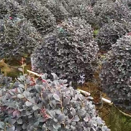 阳朔县双面红 