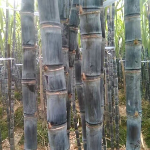 博白县真实的价格老实的蔗农：黄皮甘蔗