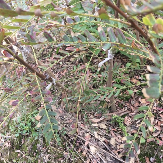 灵山县余甘果苗  正品嫁接大果