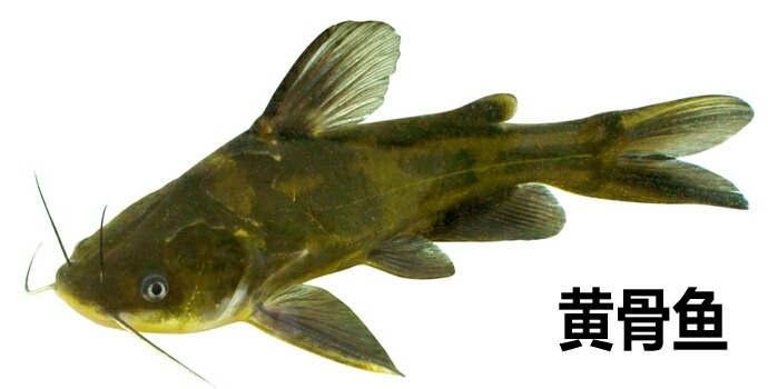 佛山黄颡鱼苗 