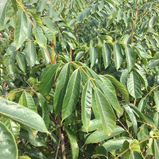 灵山县黄橄榄