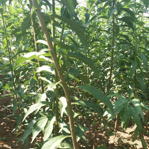单县黄金蜜桃树苗 0.5~1米