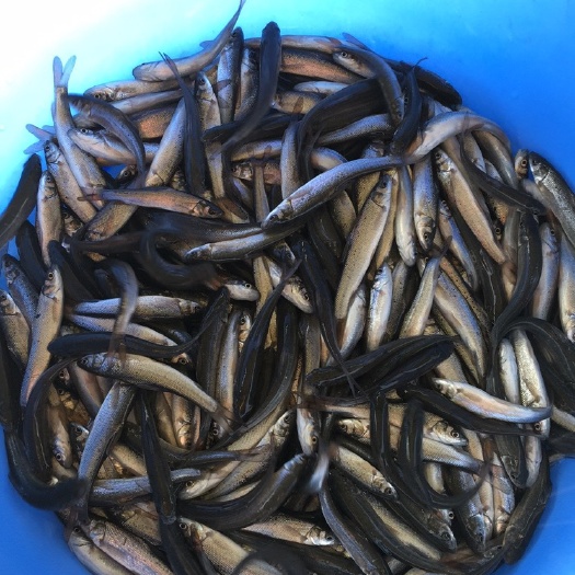 广州淡水银鳕鱼 人工养殖