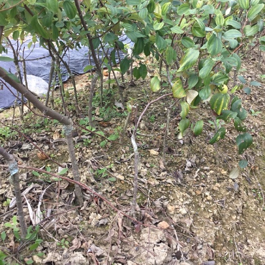 灵山县大青枣苗