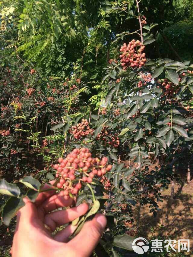 大红袍花椒苗 