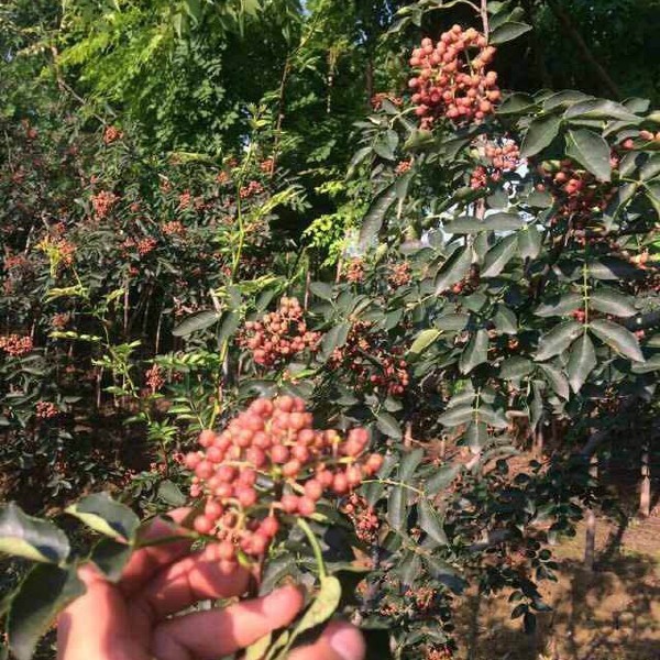 大红袍花椒苗 