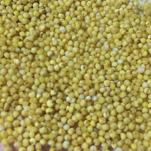 陇西县黄皮谷子