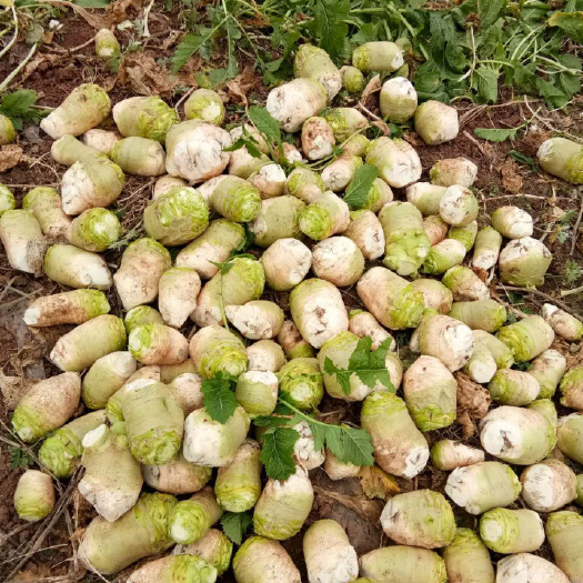 简阳市盘菜