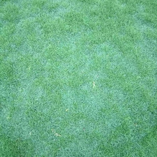 郴州麦冬草