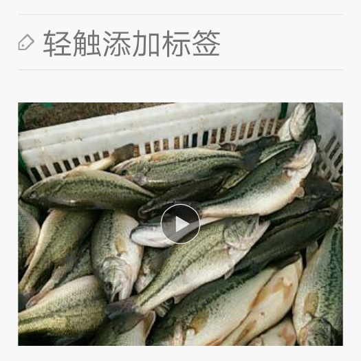 湖州乌青鱼 人工养殖 1.5-6公斤