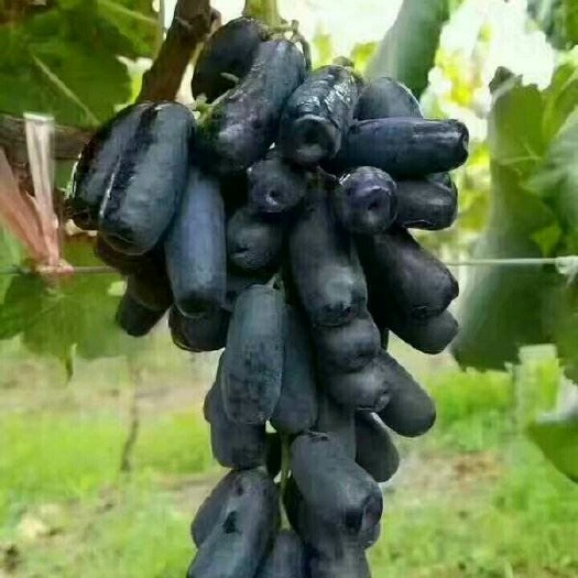 南阳蓝宝石葡萄苗 