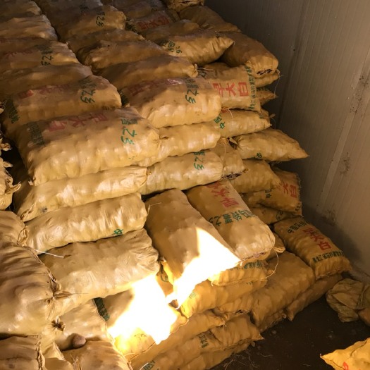 讷河市早大白土豆 1两以上