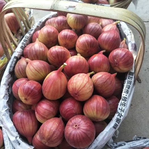 上饶玛斯义陶芬苗