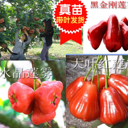 灵山县黑金刚莲雾苗