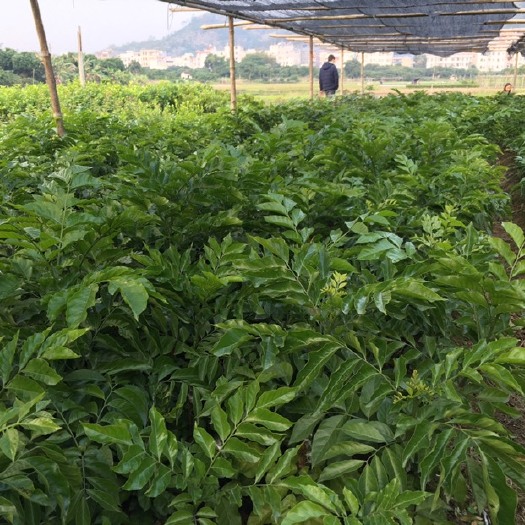 郁南县无核黄皮果苗