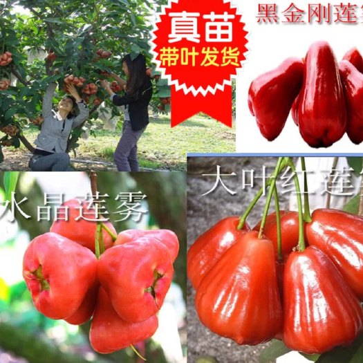 灵山县黑金刚莲雾苗