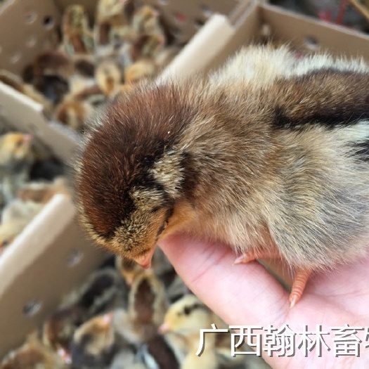 南宁K9麻黄鸡苗 公