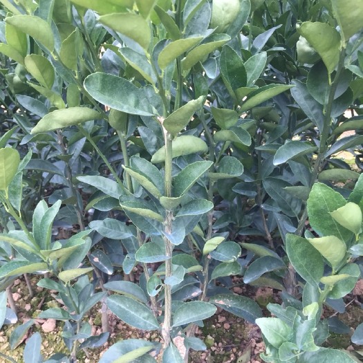 荔浦市茂谷柑苗 0.35~0.5米 嫁接苗 