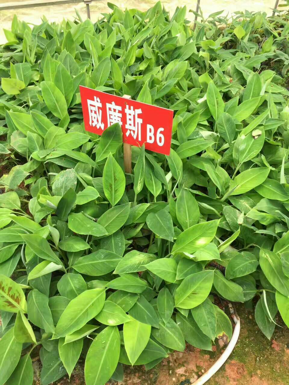 粉蕉苗 香蕉王